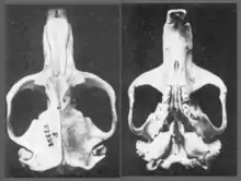 Dorsal and ventral views of a camas gopher skull