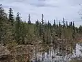 View of the park's conifer forest cover