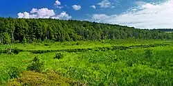 Plews Swamp in the Florence Shelly Preserve