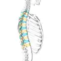 Lateral surface of the    thoracic vertebrae. Right half of the thoracic skeleton is not shown.