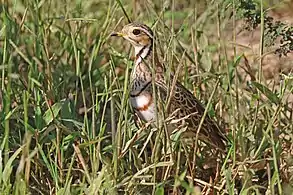 R. c. seeboehmiMatetsi Safari Area, Zimbabwe