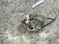 Long-tailed macaques at Bako National Park eating horseshoe crab