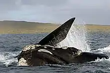 Southern right whales cavorting in Port Ross