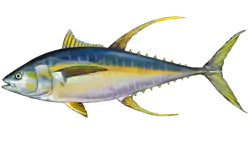 Thunnus albacares