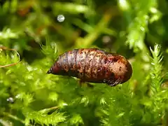 Pupa