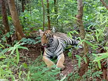 A tiger, laying among trees and plants, in the Tadoba Andhari Tiger Reserve