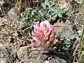 Showing outsized flower head