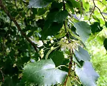 Small-leaved Linden (Lime) Tilia cordata