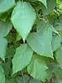 Foliage of specimen, at Ventnor B. G.