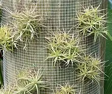 Tillandsia bergeri