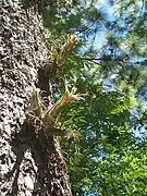 Tillandsia seleriana in habitat in El Salvador, Santa Ana, Montecristo National Park