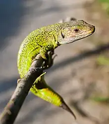 Ocellated lizard