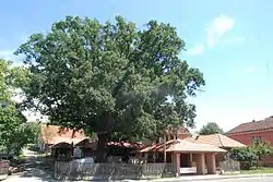 Oak of Timotijević in Mrčajevci