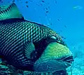 Balistoides viridescens, the Titan triggerfish, will guard its nest aggressively if eggs are present. Attacks can be severe and leave wounds requiring stitches.