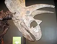 Titanoceratops