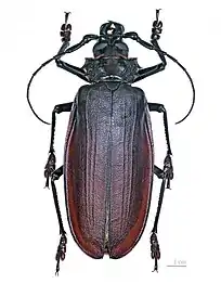 Titanus giganteus male