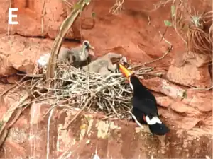 A toco toucan grabbing the neck of a large greyish ibis nestling in the nest