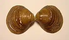 Family Corbiculidae, shell of Corbicula fluminea