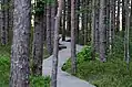 Raised boardwalk through Tolkuse bog