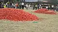 Tomatina festival