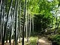 Bamboo forest