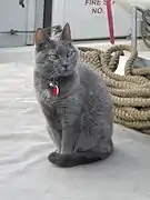 Toolbox, the former senior ship's cat of the Kalmar Nyckel