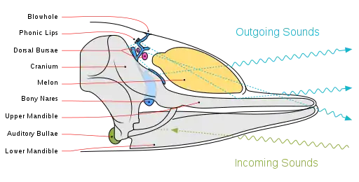 Diagram illustrating sound generation, propagation, and reception in a toothed whale. Outgoing sounds are in cyan and incoming ones are in green