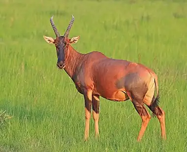 Image 11TopiPhotograph: Charles J. SharpFemale topi (Damaliscus lunatus jimela) in the Queen Elizabeth National Park in Uganda. A subspecies of the common tsessebe antelope, the topi is native to several countries in eastern Africa and lives primarily in grassland habitats, ranging from treeless plains to savannas. It is a tall species, with individuals ranging in height from 100 to 130 cm (39 to 51 in) at the shoulder. Predators of topi include lions and spotted hyenas, with jackals being predators of newborns.More selected pictures