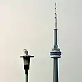 A lamppost (foreground) and Toronto's CN Tower (in distance)