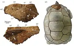 Aldabrachelys shell with bite marks