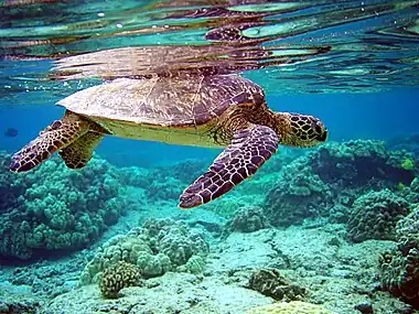 Image 1Green sea turtleA green sea turtle swimming above a coral reef.More selected pictures