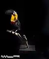 Toucan Black beak (Ramphastos vitellinus)