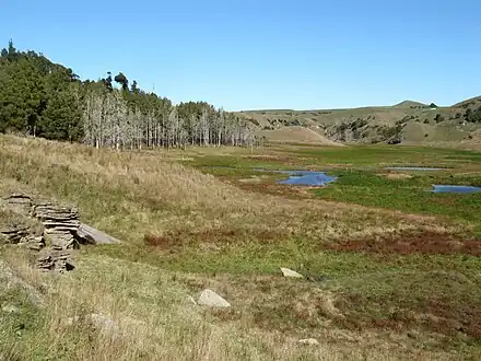 the lava flow which blocked the Pakihi Valley is in the background