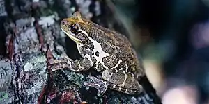 Veined treefrog (Trachycephalus typhonius), Gómez Farías, Tamaulipas, Mexico (5 June 2002).