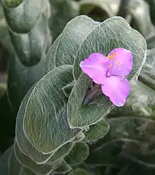 Tradescantia sillamontana