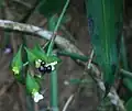 Berry-like capsules