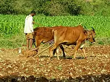 Image 24An Indian farmer with a rock-weighted scratch plough pulled by two oxen. Similar ploughs were used throughout antiquity. (from History of agriculture)