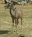 A female greater kudu