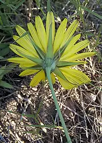 Tragopogon orientalis