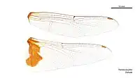 Female Tramea eurybia wings