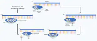 Five strands of mRNA with all with a ribosome attached at different stages of translation. The first strand has a ribosome and one tRNA carrying its amino acid base pairing with the mRNA, the second strand has a ribosome and a second tRNA carrying an amino acid base pairing with the mRNA, the third strand has the ribosome catalysing a peptide bond between the two amino acids on the two tRNA's. The fourth strand has the first tRNA leaving the ribosome and a third tRNA with its amino acid arriving. The fifth strand has the ribosome catalysing a peptide bond between the amino acids on the second and third tRNA's with an arrowing indicating the cycle continues