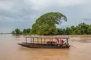 Transport of buffaloes on the Mekong, Don Det