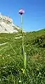 Traunsteinera globosa growing in habitat in Austria