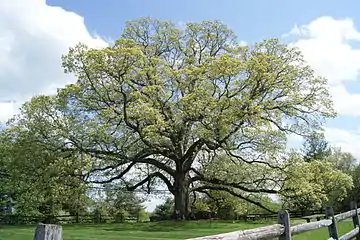 The Travilah Oak blooming on a sunny day in April 2011