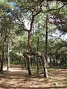 A typical twisted tree in Hove Woods