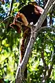 Goodfellow's tree-kangaroo