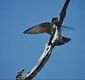 Tree martin lands on branch