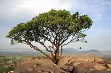 Peak of Tirumalai