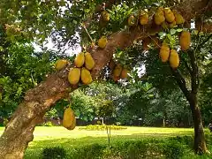 Jackfruit