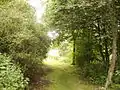 Trees act as a natural gateway to woodland in Windy Nook Nature Park.